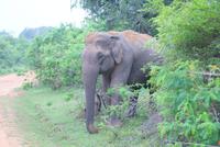 Welch ein Erlebnis! Ein Elefant so nah am Wegesrand...