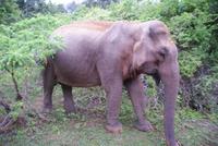 Welch ein Erlebnis! Eine trächtige Elefantenkuh direkt vor uns...