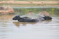 Wasserbüffel machen ihrem Namen alle Ehre!