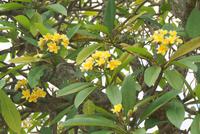 Frangipani-Tempelblume