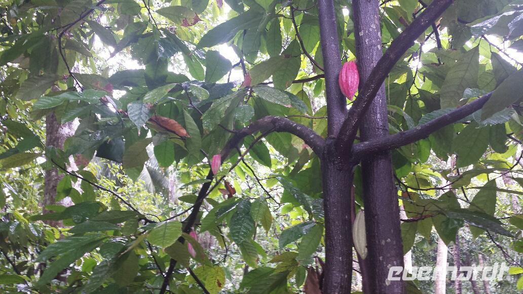 Kakaobaum im Kräutergarten