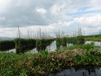 Inlesee schwimmenden Gärten