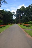 150 Botanischer Garten Peradeniya