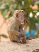 Makaken in Dambulla auf dem Weg zum Höhlentempel