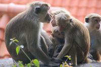 Makaken in Dambulla auf dem Weg zum Höhlentempel