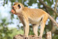 Makaken in Dambulla auf dem Weg zum Höhlentempel