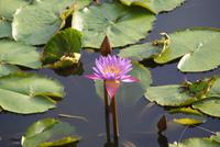 Im Felsentempel von Dambulla