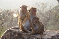 Makaken in Dambulla auf dem Weg zum Höhlentempel
