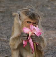 Makaken in Dambulla auf dem Weg zum Höhlentempel