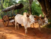 Ochsenkarrenfahrt am Nachmittag