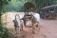 Ochsenkarrenfahrt am Nachmittag
