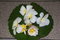 Frangipani-unser morgendlicher Blumengruß von Chandara