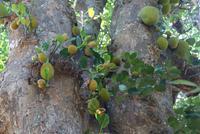 Jackfrucht im Botanischen Garten