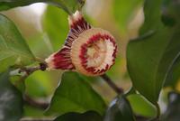 Im Botanischen Garten in Kandy