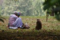 Im Botanischen Garten in Kandy