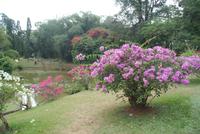 Im Botanischen Garten in Kandy