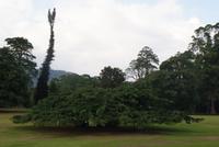 Regenschirmbaum im Botanischen Garten von Kandy
