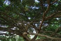Regenschirmbaum im Botanischen Garten von Kandy