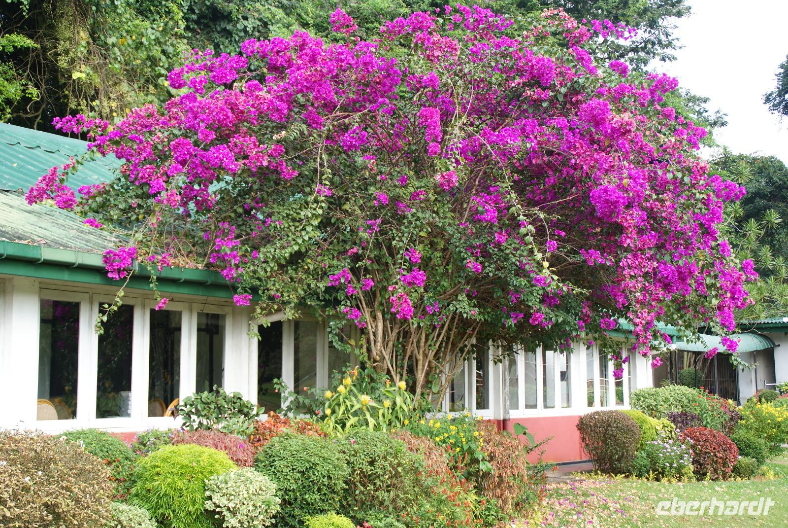 Im Botanischen Garten in Kandy