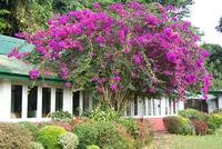 Im Botanischen Garten in Kandy