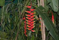Orchideen im Botanischen Garten in Kandy