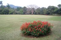 Im Botanischen Garten in Kandy