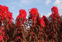 Im Botanischen Garten in Kandy