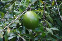 Im Botanischen Garten in Kandy