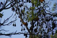 Flughunde im Botanischen Garten von Kandy