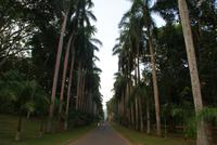 Im Botanischen Garten in Kandy