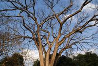 Im Botanischen Garten in Kandy