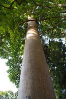 Kauribaum im Botanitschen Garten von Kandy