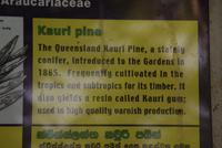 Kauribaum im Botanitschen Garten von Kandy