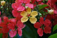 Im Botanischen Garten in Kandy