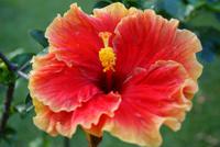 Hibiskus im Botanischen Garten in Kandy