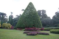 Im Botanischen Garten in Kandy