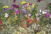 Im Orchideenhaus im Botanischen Garten von Kandy