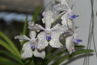 Im Orchideenhaus im Botanischen Garten von Kandy