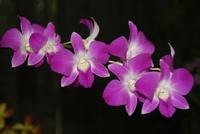 Im Orchideenhaus im Botanischen Garten von Kandy