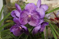 Im Orchideenhaus im Botanischen Garten von Kandy