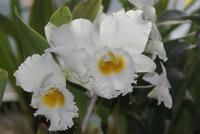 Im Orchideenhaus im Botanischen Garten von Kandy