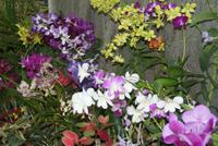 Im Orchideenhaus im Botanischen Garten von Kandy