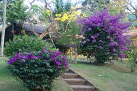 Im Botanischen Garten in Kandy