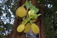 Im Botanischen Garten in Kandy