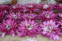 Lotusblüten in Kandy