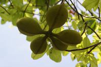 Art Kastanienbaum in Kandy