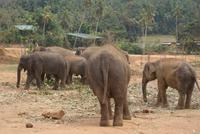 Elefantenwaisenhaus von Pinnawala