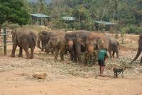 Elefantenwaisenhaus von Pinnawala