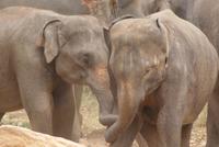 Elefantenwaisenhaus von Pinnawala