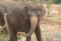 Elefantenwaisenhaus von Pinnawala